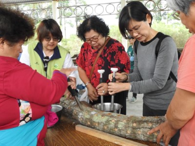 花蓮分署在南華林業園區舉辦培植段木香菇與黑木耳的體驗活動，參與學員正在體驗植菌。